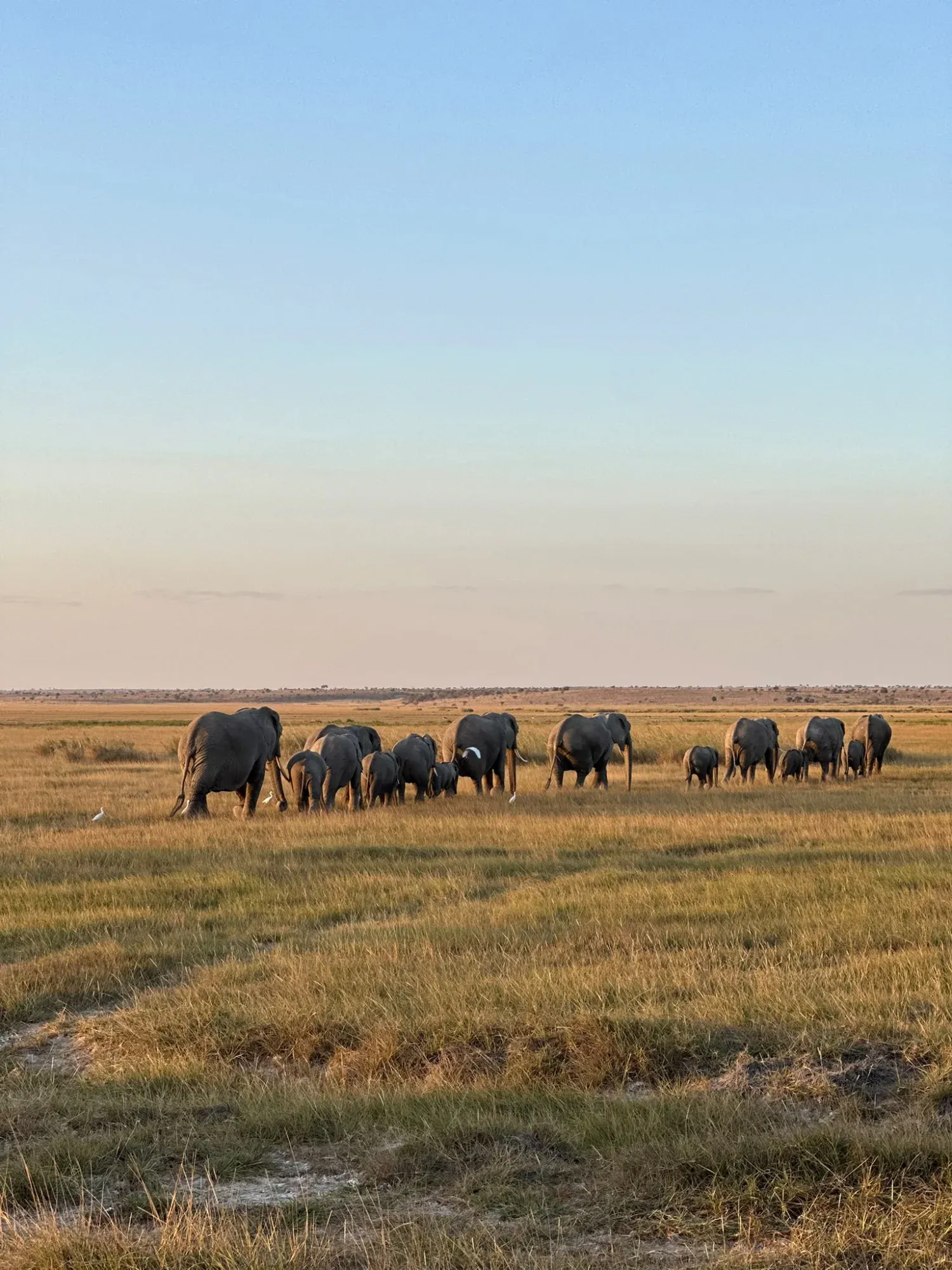 Elefanten im Amboseli