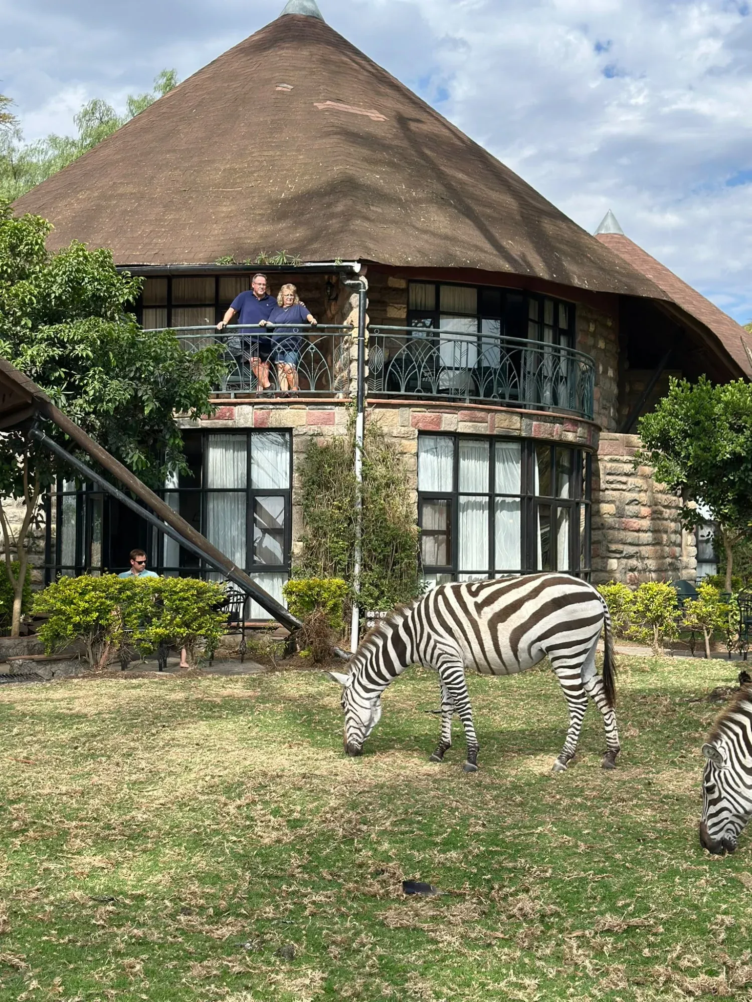 Zebras hautnah erleben
